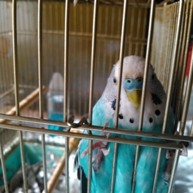 キィーちゃんのカバー写真