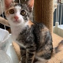７月７日譲渡会参加猫⑬　縞三毛　女の子