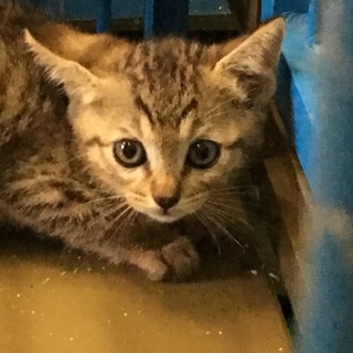 小さなキジ子猫