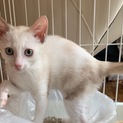 ７月７日譲渡会参加猫⑭　シャム風　女の子