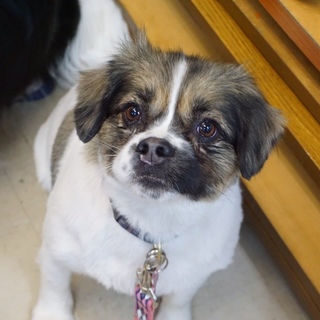 劣悪多頭崩壊からの保護