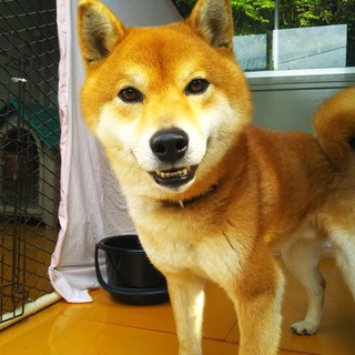 美柴のブンくん。