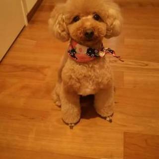 秋田県の犬の里親募集情報まとめ ペットのおうち 月間利用者150万人 秋田県の犬の里親募集情報まとめ ペットのおうち 月間利用者150万人