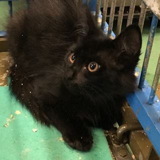  黒猫ちゃん譲渡されました