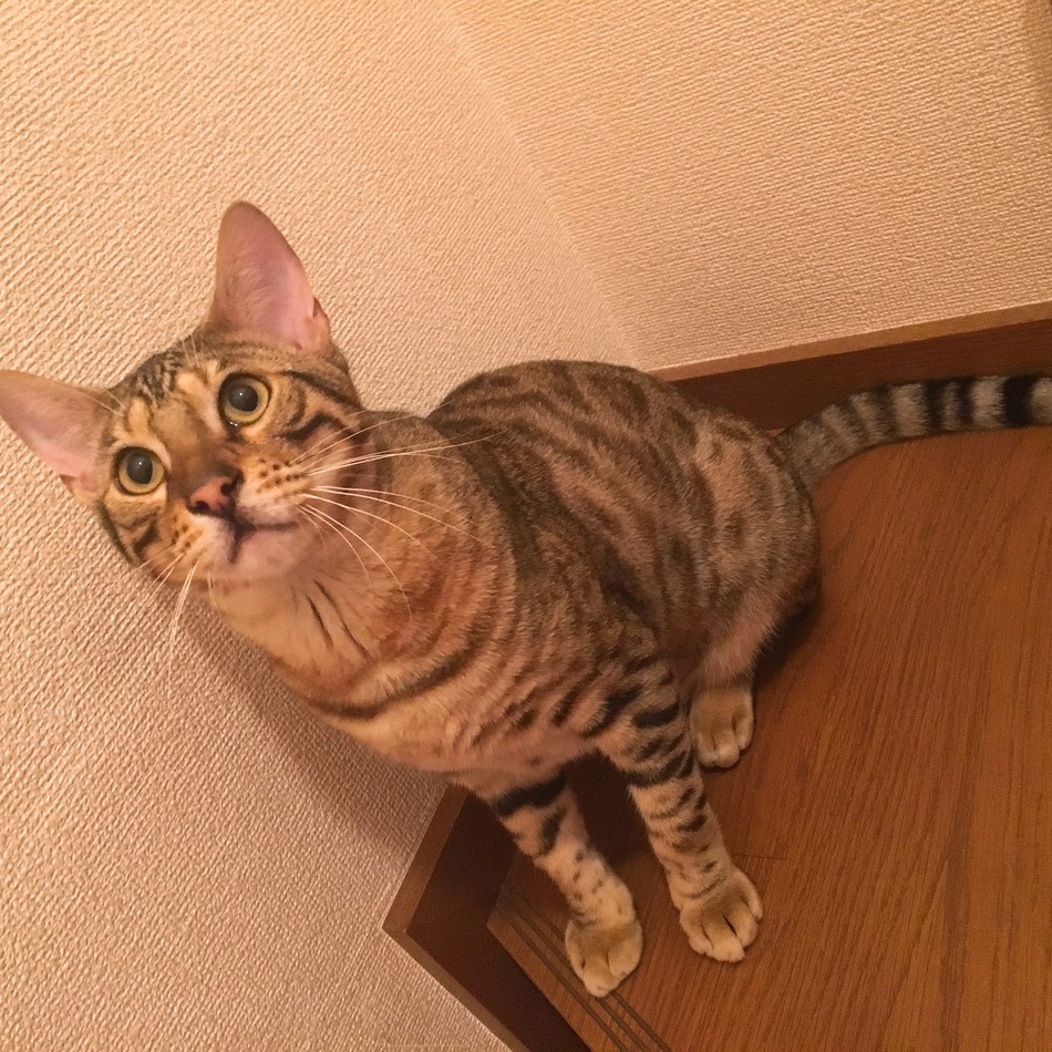 ベルのカバー写真