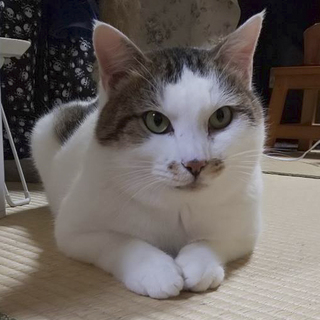 スリスリで愛嬌たっぷりの男の子