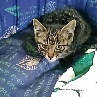 里親募集　仲介