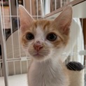 ７月７日譲渡会参加猫⑮　茶白　男の子