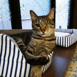 お布団で一緒に寝てくれます。甘えん坊のライトくん