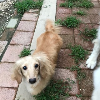 クリームの女の子