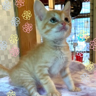 管理番号︰OSー786