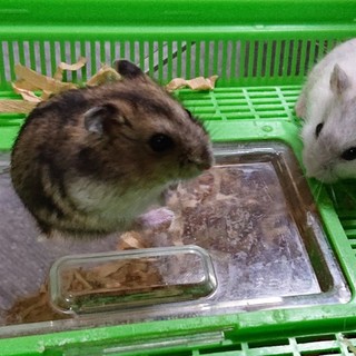 ジャンガリアンハムスター