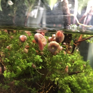 おそらくレッドラムズホーンです。