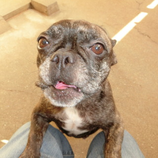 家族の一員として大事に飼ってくださる方