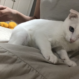 白猫 スコティッシュちゃん 三ヶ月半