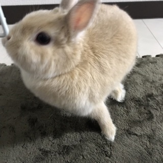 一時休止 里親募集 血統書付き