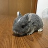 ネザーランドドワーフの仔ウサギ サムネイル2