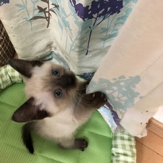 募集停止ふわもこシャム系女の子