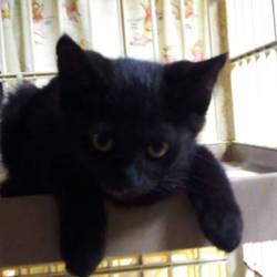 三重県桑名市７月１４日(日)第９６回リトルパウエイド猫の譲渡会