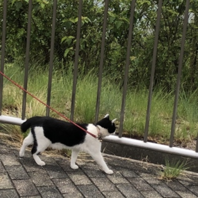 masaideaのカバー写真