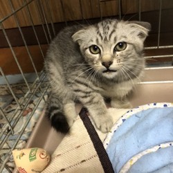 三重県桑名市７月１４日(日)第９６回リトルパウエイド猫の譲渡会 サムネイル2