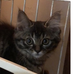 三重県桑名市７月１４日(日)第９６回リトルパウエイド猫の譲渡会 サムネイル3