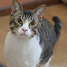 きれいなハチワレ猫 サムネイル2