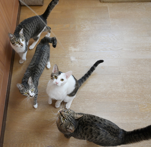 きれいなハチワレ猫 サムネイル3