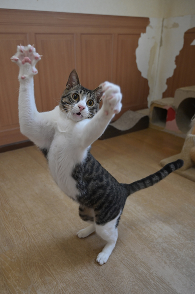 きれいなハチワレ猫 サムネイル4