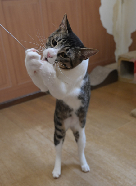 きれいなハチワレ猫 サムネイル5