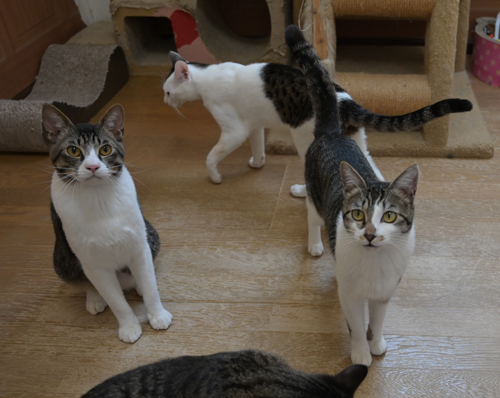 きれいなハチワレ猫 サムネイル6