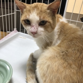 人懐こい5歳くらいの男の子です