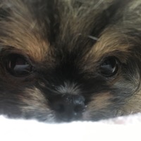 ここあ