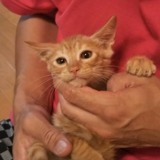 急募、ひかれそうになっていた仔猫 No.1