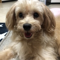リモン