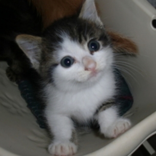 里親様決定しました！