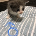 子猫 里親様募集いたします！