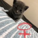 里親様募集します