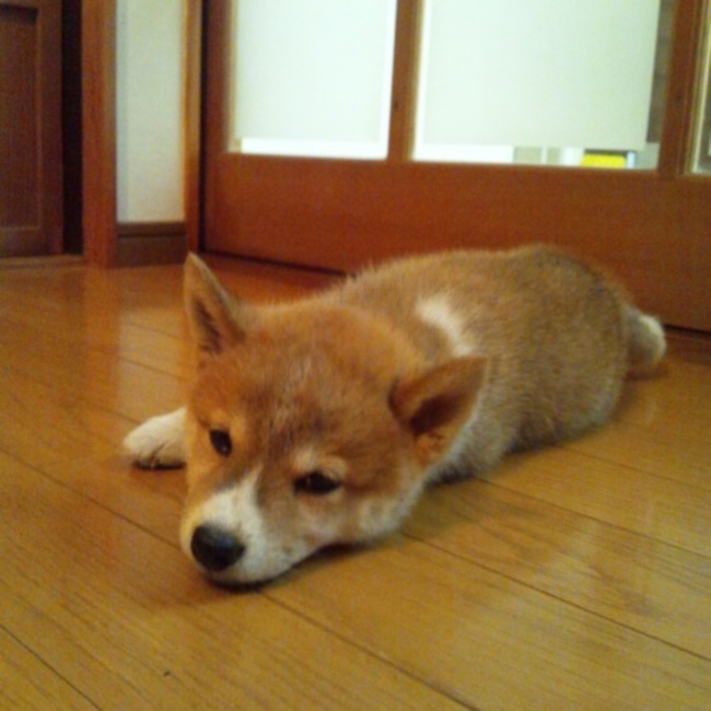 やぶたぬのカバー写真