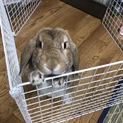 ロップイヤー3歳オス
