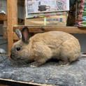 再掲　４月生れミニウサギの里親募集
