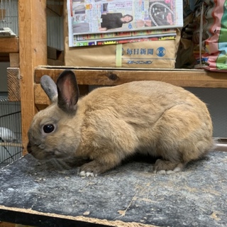 再掲　４月生れミニウサギの里親募集