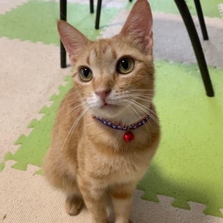 とっても脚長、美猫のマリンちゃん❣️