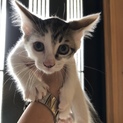 令和元年５月１日産まれの仔猫ちゃん