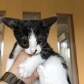 令和元年５月１日産まれの仔猫