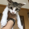 令和元年５月１日産まれの仔猫