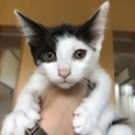 令和元年５月１日産まれの仔猫
