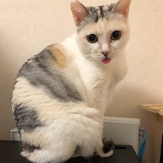 ゆきちゃん 　　　３歳くらいの女の子