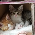 千葉市より2～3カ月位の仔猫2匹の里親様を募集です
