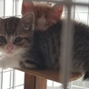 千葉市より2～3カ月位の仔猫2匹の里親様を募集です サムネイル3